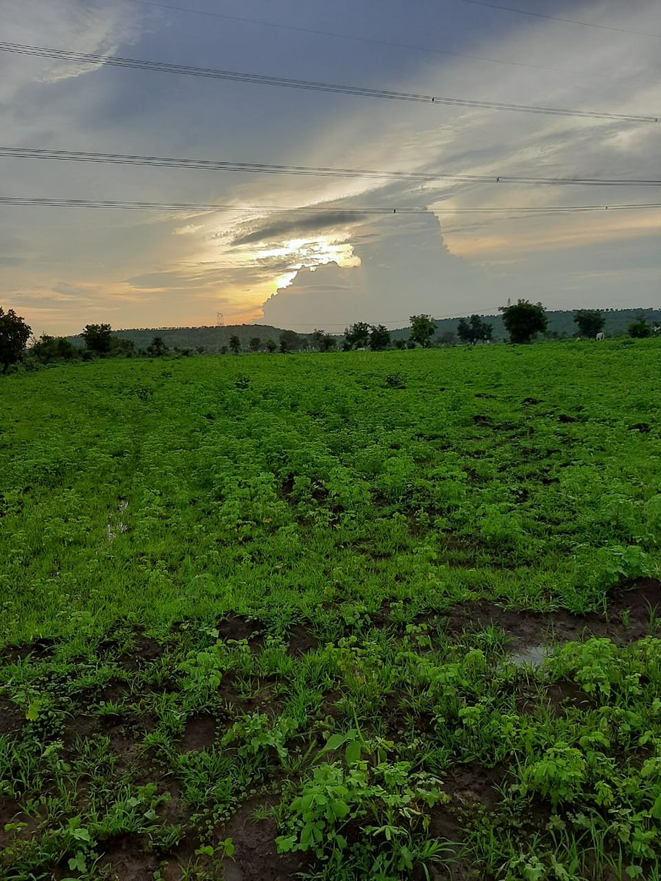 Agriculture Land in Wardha